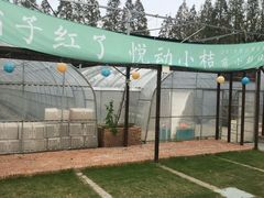 -前小桔亲子创意农场·草莓采摘·露营烧烤