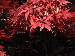 -重庆市江北嘴中央商务区中央公园