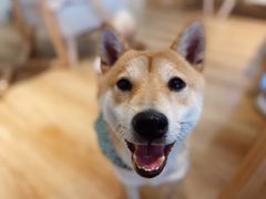 -柴犬小屋·柴餐厅·狗咖食堂(金鼎广场店)