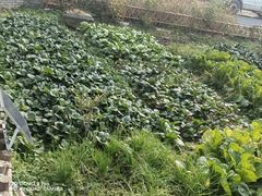 -大莲湖农家乐(青西郊野公园店)