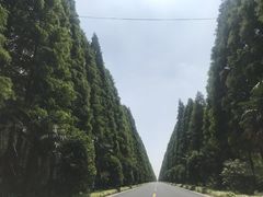 -黄海国家森林公园