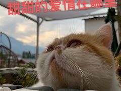 -喵屿·大理花园猫咖