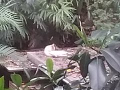 窗口望出去对面屋顶有两只小猫-全季酒店(广州越秀公园店)