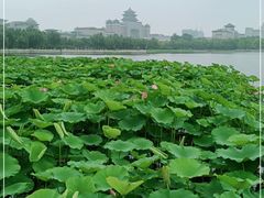 -莲花池公园