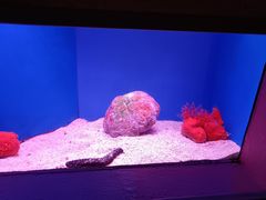 -上海海洋水族馆
