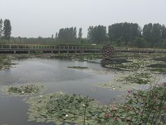 -微山湖红荷湿地景区