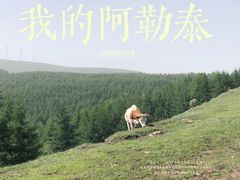 -丰宁坝上草原