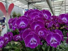 -荷兰花海