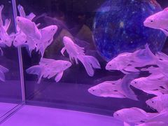 -青石桥花鸟鱼虫市场(叠翠城店)