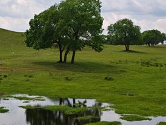 -御道口草原森林风景区
