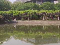 -嘉定紫藤园