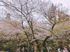 -武汉大学-樱园