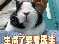 -北京观赏动物医院·24小时大型综合·猫专科·异宠专科