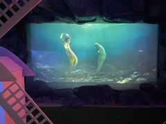 -烟台海昌鲸鲨海洋公园