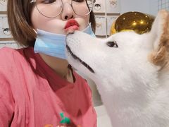 -柴务处·柴犬主题狗咖