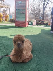 -萌宠亲子动物乐园(槐房万达店)