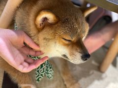 -逗柴咖啡屋·狗咖猫咖宠物桌游