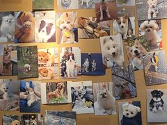 -翊宠yipet猫狗购宠庄园犬舍•猫舍