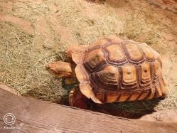 -Zoolung Zoolung动物主题公园(海信广场店)