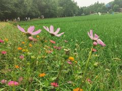 -桤木河湿地公园