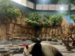 -泉州海丝野生动物世界