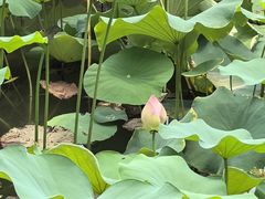 -木塔寺遗址生态公园