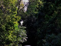 -上海滨江森林公园