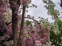 -深圳国际园林花卉博览园