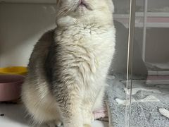 -Bastet sally猫舍购宠(静安店)