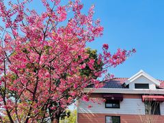 -顾村公园