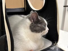 -瑞派康怡24h宠物医院·犬猫医疗中心·微创绝育(瑞景分院)