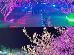 -香雪海