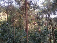 -铁山坪森林公园