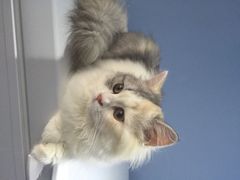 iphone_upload_pic-喵的天空名猫咖啡馆·撸猫·猫舍·用品