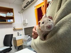 -爱侣宠医·鹦鹉专科·小型哺乳类·异宠专科(灵石路店)