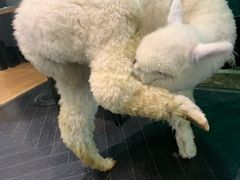-猫色咖啡·猫咖