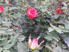 -人民公园(罗湖区)