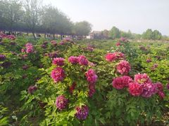 -曹州牡丹园