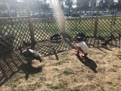 -萌宠亲子动物乐园(槐房万达店)