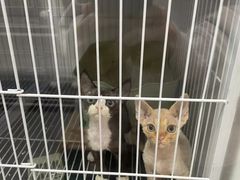 -山宅一喵德文卷毛猫舍