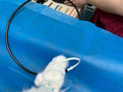 -瑞派·关忠动物医院·猫专科·犬专科(三环新城店)