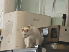 -平行世界·猫咖(首经贸店)