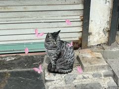 -葑门横街