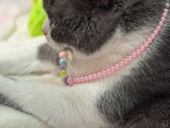 -纳吉亚猫专科动物医院·北北分院