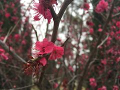 花-秦始皇帝陵博物院-丽山园