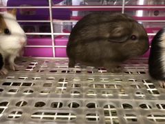 -钓仓鼠(洋桥北里小区店)