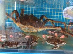 -鲜鲜·鲅鱼圈海鲜(于洪店)