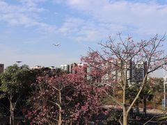 -宝安西湾红树林湿地公园