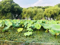 -西湖外事游船(花港观鱼码头)