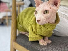 -喵园·猫主题咖啡厅·撸猫·猫咖(国贸店)